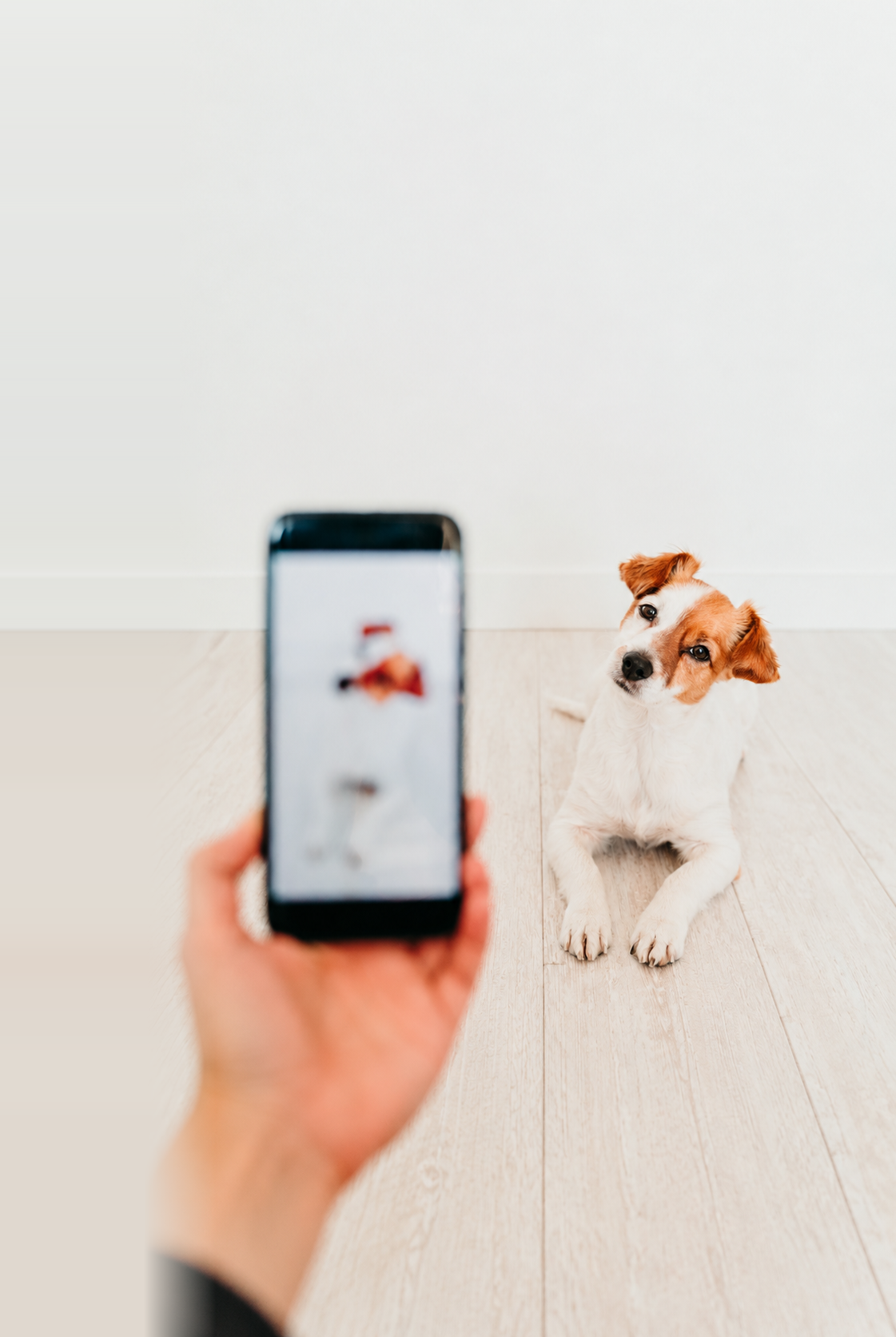 Mão segurando o celular com o Hora Marcada, ao lado de um cachorro
