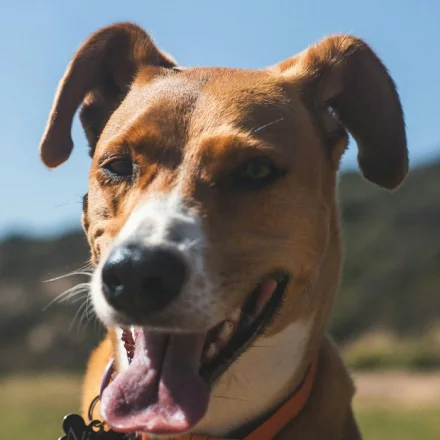 Cachorro caramelo
