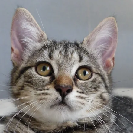 Gato